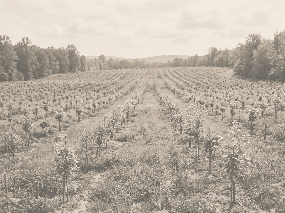 Duotone photograph of a reforested tree stand for Lexmark