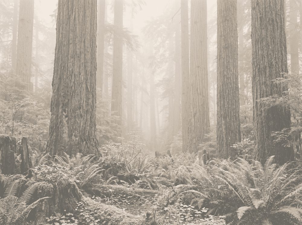 Duotone photograph of a misty old-growth forest for Microsoft